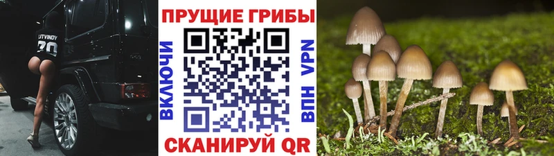 закладки  Бор  Псилоцибиновые грибы MAGIC MUSHROOMS 
